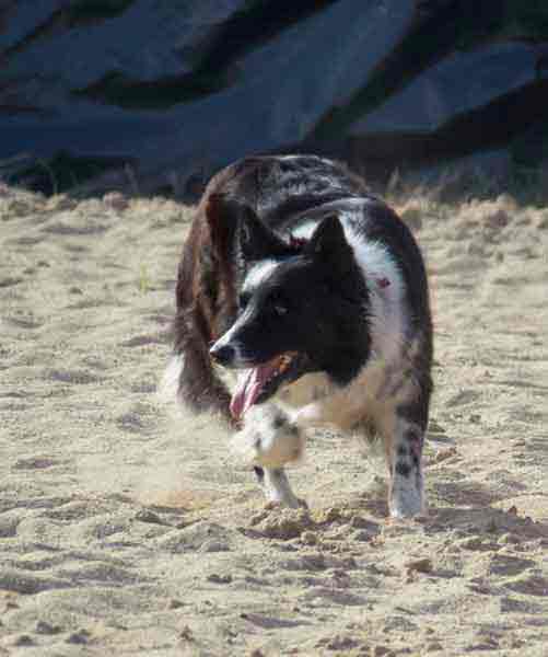 working border collie Old Mill Panda