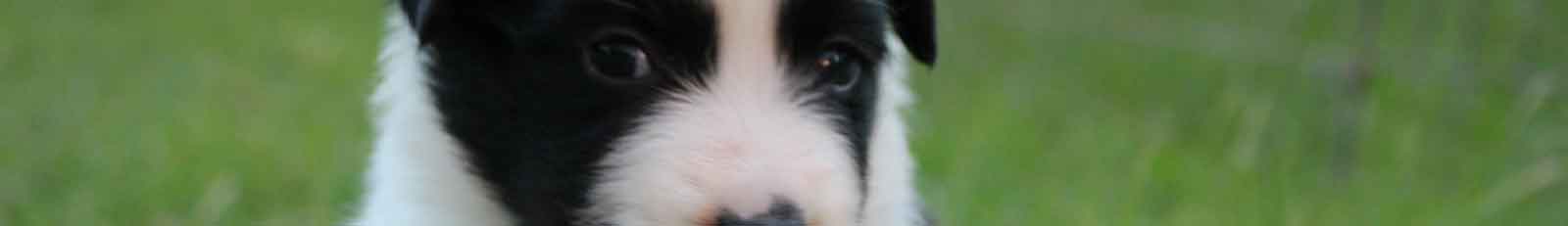 Border Collie Puppy Information