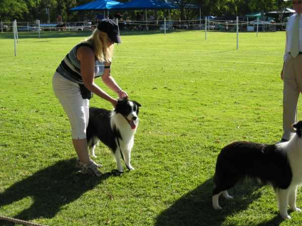 Border Collie Maree and Huffy