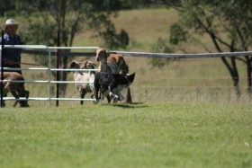 3 Sheep Short Course Herding Trial