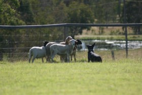 3 Sheep Short Course Herding Trial