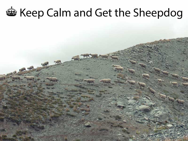 keep calm and get the sheepdog